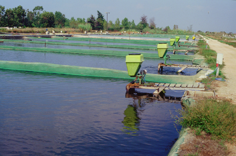 Use of Autofeeders is Dramatically Increasing Shrimp Growth, say Researchers
